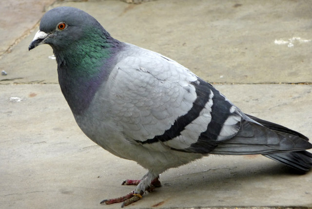 Rock_Dove_(Feral_Pigeon)_(Columba_livia)_-_geograph.org.uk_-_1309587.jpg