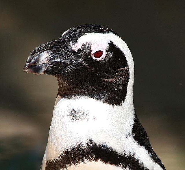 penguin.jpg